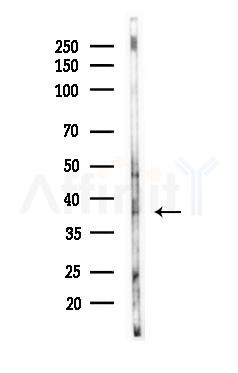 BDKRB1 Antibody - Western blot analysis of lysates from Mouse testis, using BDKRB1 Antibody at 1/1000 dilution.