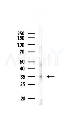 CCR10 Antibody - Western blot analysis of lysates from PC12 cells, using CCR10 Antibody at 1/1000 dilution.