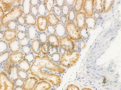 OR10H5 Antibody - DF10224 at 1/100 staining human normal kidney tissue by IHC-P.