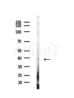 OR2T4 Antibody - Western blot analysis of lysates from Mouse liver, using OR2T4 Antibody at 1/1000 dilution.
