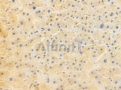OR4D5 Antibody - DF10252 at 1/100 staining human normal liver tissue by IHC-P.