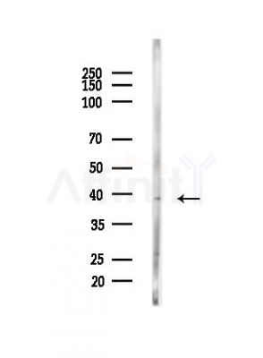 P2RY5 Antibody - Western blot analysis of lysates from Mouse testis, using P2RY5 Antibody at 1/1000 dilution.