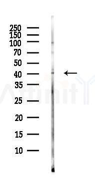 P2RY9 Antibody - Western blot analysis of lysates from HepG2 cells(LPS, 4h treatment), using P2RY9 Antibody at 1/1000 dilution.