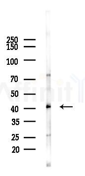 P2RY9 Antibody - Western blot analysis of lysates from Mouse liver, using P2RY9 Antibody at 1/1000 dilution.