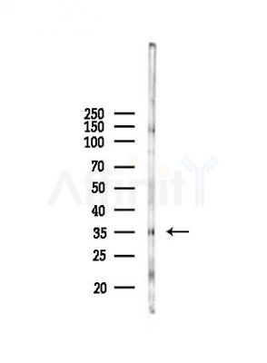 TAS2R50 Antibody - Western blot analysis of lysates from Rat heart, using TAS2R50 Antibody at 1/1000 dilution.