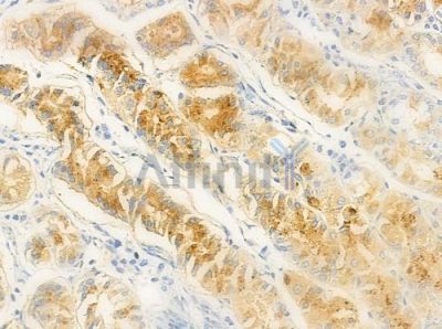 OR56A4/5 Antibody - DF10292 at 1/100 staining human normal gastric tissue by IHC-P.