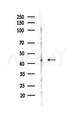 RAD9 Antibody - Western blot analysis of lysates from Mouse testis, using RAD9 Antibody at 1/1000 dilution.