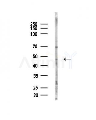 GDI2 Antibody - Western blot analysis of lysates from Mouse testis, using GDI2 Antibody at 1/1000 dilution.