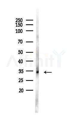 HEY1 Antibody - Western blot analysis of lysates from Mouse testis, using HEY1 Antibody at 1/1000 dilution.