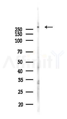 Piezo1 Antibody - Western blot analysis of lysates from Hela cells(LPS, 4h treatment), using Piezo1 Antibody at 1/1000 dilution.