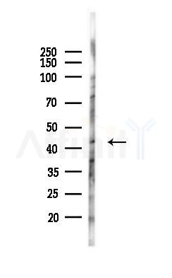 DEK Antibody - Western blot analysis of lysates from Mouse testis, using DEK Antibody at 1/1000 dilution.