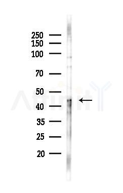 DEK Antibody - Western blot analysis of lysates from A375 cells(heat-shock,45min treatment), using DEK Antibody at 1/1000 dilution.