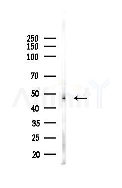TIP47 Antibody - Western blot analysis of lysates from A375 cells(heat-shock,45min treatment), using TIP47 Antibody at 1/1000 dilution.