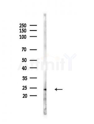 ARL3 Antibody - Western blot analysis of lysates from Mouse testis, using ARL3 Antibody at 1/1000 dilution.