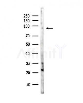 ELAC2 Antibody - Western blot analysis of lysates from RAW264.