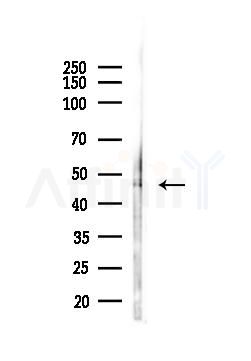 Flotillin 1 Antibody - Western blot analysis of lysates from Mouse testis, using Flotillin 1 Antibody at 1/1000 dilution.