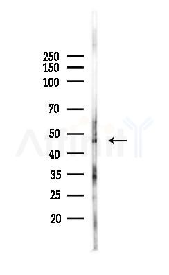Flotillin 1 Antibody - Western blot analysis of lysates from A375 cells(heat-shock,45min treatment), using Flotillin 1 Antibody at 1/1000 dilution.