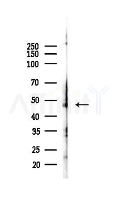 Flotillin 1 Antibody - Western blot analysis of lysates from LoVo cells(heat-shock,45min treatment), using Flotillin 1 Antibody at 1/1000 dilution.