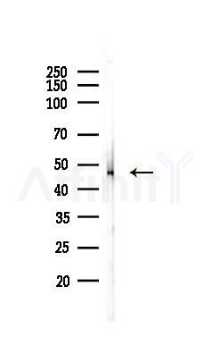 Flotillin 1 Antibody - Western blot analysis of lysates from PC12 cells, using Flotillin 1 Antibody at 1/1000 dilution.