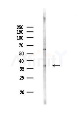 PEX16 Antibody - Western blot analysis of lysates from Rat liver, using PEX16 Antibody at 1/1000 dilution.