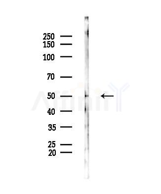 RNH1 Antibody - Western blot analysis of lysates from Mouse lung, using RNH1 Antibody at 1/1000 dilution.