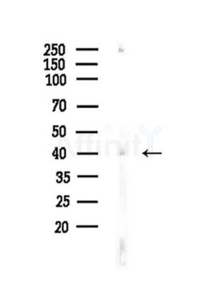 ACADS Antibody - Western blot analysis of lysates from Mouse liver, using ACADS Antibody at 1/1000 dilution.