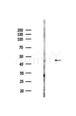 HLA-F Antibody - Western blot analysis of lysates from Hela cells(heat-shock,45min treatment), using HLA-F Antibody at 1/1000 dilution.