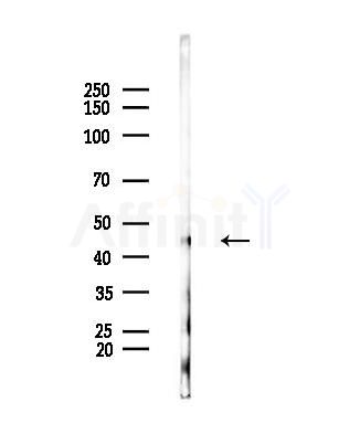 MAT1A Antibody - Western blot analysis of lysates from Mouse lung, using MAT1A Antibody at 1/1000 dilution.