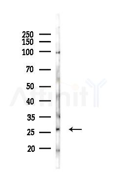 CRISP2 Antibody - Western blot analysis of lysates from Mouse testis, using CRISP2 Antibody at 1/1000 dilution.