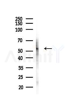 DMAP1 Antibody - Western blot analysis of lysates from Mouse testis, using DMAP1 Antibody at 1/1000 dilution.
