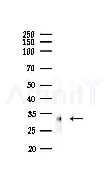 Histone H1.2 Antibody - Western blot analysis of lysates from PC12 cells, using Histone H1.