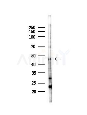 Inhibin beta A Antibody - Western blot analysis of lysates from Mouse testis, using Inhibin beta A Antibody at 1/1000 dilution.