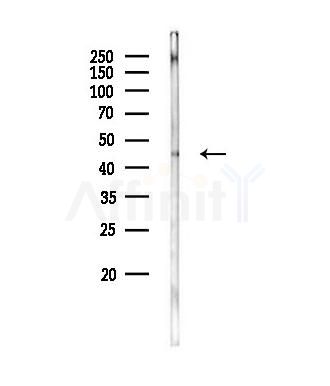 FBXO22 Antibody - Western blot analysis of lysates from Rat muscle, using FBXO22 Antibody at 1/1000 dilution.