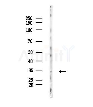 PIK3IP1 Antibody - Western blot analysis of lysates from Mouse lung, using PIK3IP1 Antibody at 1/1000 dilution.