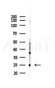 Rab3A Antibody - Western blot analysis of lysates from Mouse testis, using Rab3A Antibody at 1/1000 dilution.