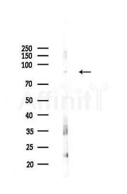 USP33 Antibody - Western blot analysis of lysates from Mouse testis, using USP33 Antibody at 1/1000 dilution.