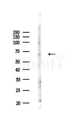 WDR1 Antibody - Western blot analysis of lysates from B16F10-LUC cells(UV,30min treatment), using WDR1 Antibody at 1/1000 dilution.