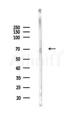 WRAP53 Antibody - Western blot analysis of lysates from Mouse testis, using WRAP53 Antibody at 1/1000 dilution.