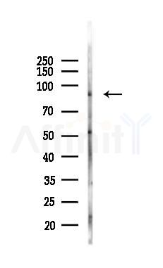 PIWL1 Antibody - Western blot analysis of lysates from Mouse testis, using PIWL1 Antibody at 1/1000 dilution.