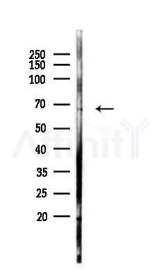 DTX2 Antibody - Western blot analysis of lysates from Mouse testis, using DTX2 Antibody at 1/1000 dilution.