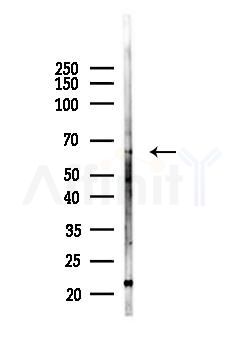 TNR11 Antibody - Western blot analysis of lysates from Mouse testis, using TNR11 Antibody at 1/1000 dilution.