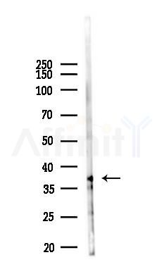 ATOH1 Antibody - Western blot analysis of lysates from Mouse liver, using ATOH1 Antibody at 1/1000 dilution.