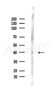 FcRn Antibody - Western blot analysis of lysates from Mouse testis, using FcRn Antibody at 1/1000 dilution.