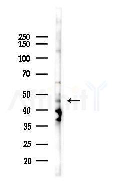 GCDH Antibody - Western blot analysis of lysates from HepG2 cells(heat-shock,45min treatment), using GCDH Antibody at 1/1000 dilution.