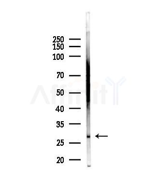 GSTZ1 Antibody - Western blot analysis of lysates from Mouse liver, using GSTZ1 Antibody at 1/1000 dilution.