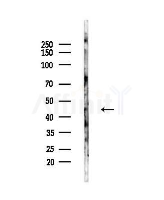 NPTX2 Antibody - Western blot analysis of lysates from Mouse testis, using NPTX2 Antibody at 1/1000 dilution.