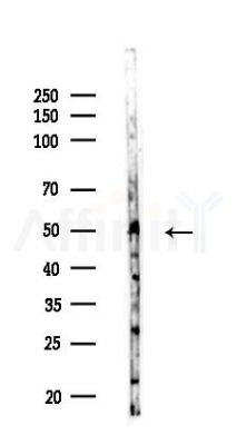 PP5 Antibody - Western blot analysis of lysates from HUVEC cells(LPS,4h treatment), using PP5 Antibody at 1/1000 dilution.