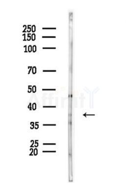 QKI Antibody - Western blot analysis of lysates from PC12 cells, using QKI Antibody at 1/1000 dilution.