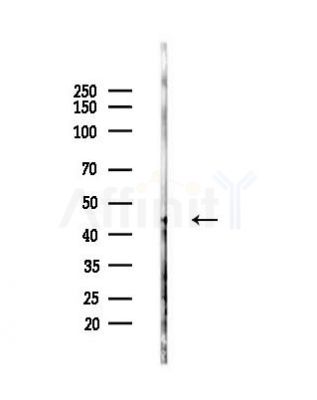 SAMSN1 Antibody - Western blot analysis of lysates from Mouse testis, using SAMSN1 Antibody at 1/1000 dilution.
