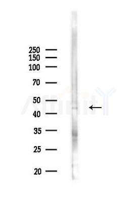 TCN2 Antibody - Western blot analysis of lysates from B16F10-LUC cells(UV,30min treatment), using TCN2 Antibody at 1/1000 dilution.
